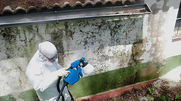 Top rated local Mold Remediation specialists in Columbus, GA